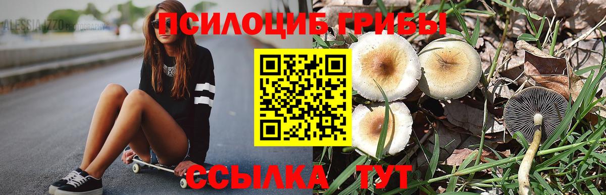 Красный Сулин  где можно купить   Галлюциногенные грибы мицелий  Вход с VPN  Галлюциногенные грибы Psilocybe 